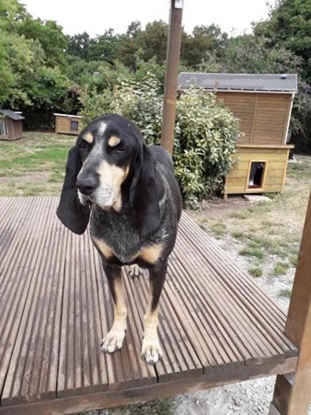 Oski, Mixed Breed (Fondation Brigitte Bardot)
