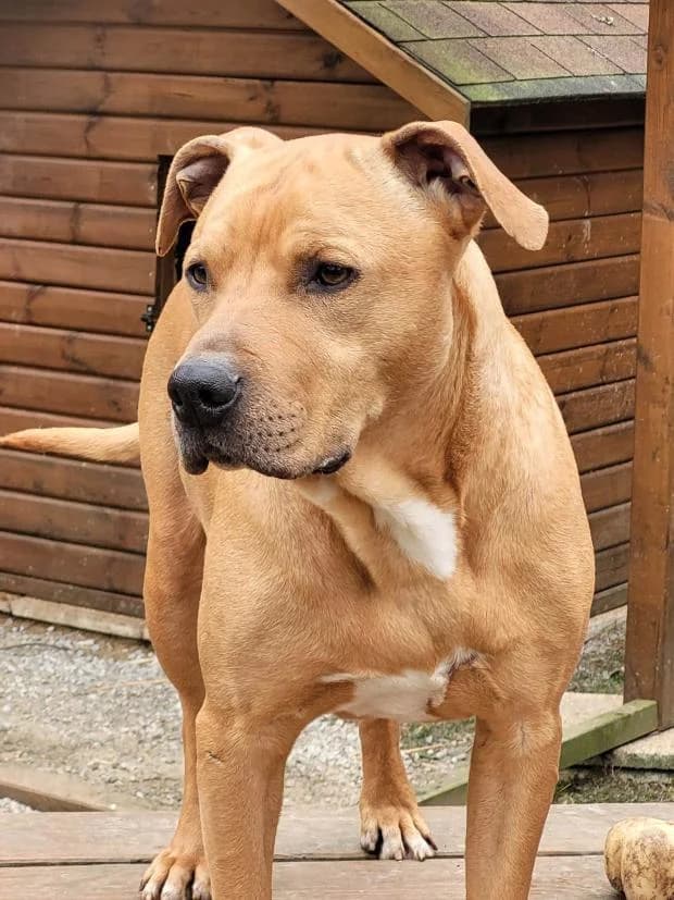 Gt, Mixed Breed (Fondation Brigitte Bardot)
