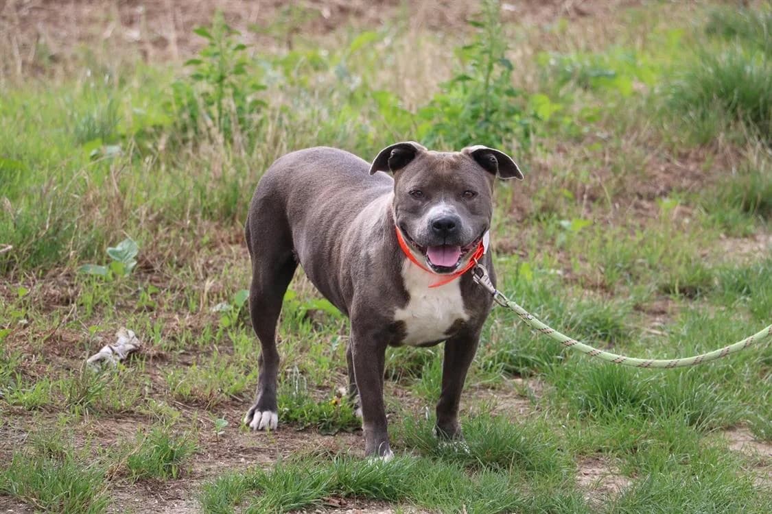 GUILIA, female Mixed Breed for adoption at SPA Hermeray, Hermeray