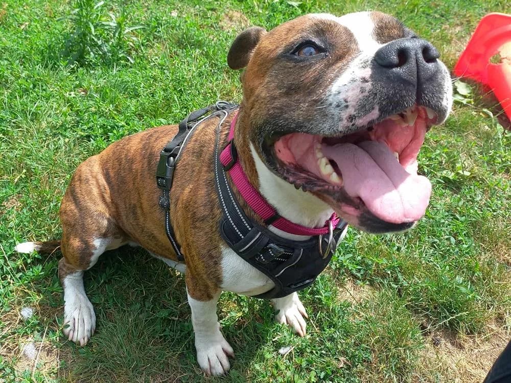 PYRUS QCN, American Staffordshire Terrier (SPA Quimper)