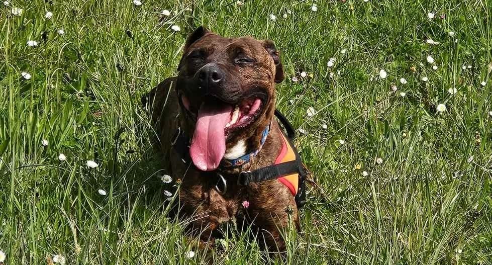 Rosa, female 6yo Mixed Breed for adoption at SPA Albi (Le Garric), Albi