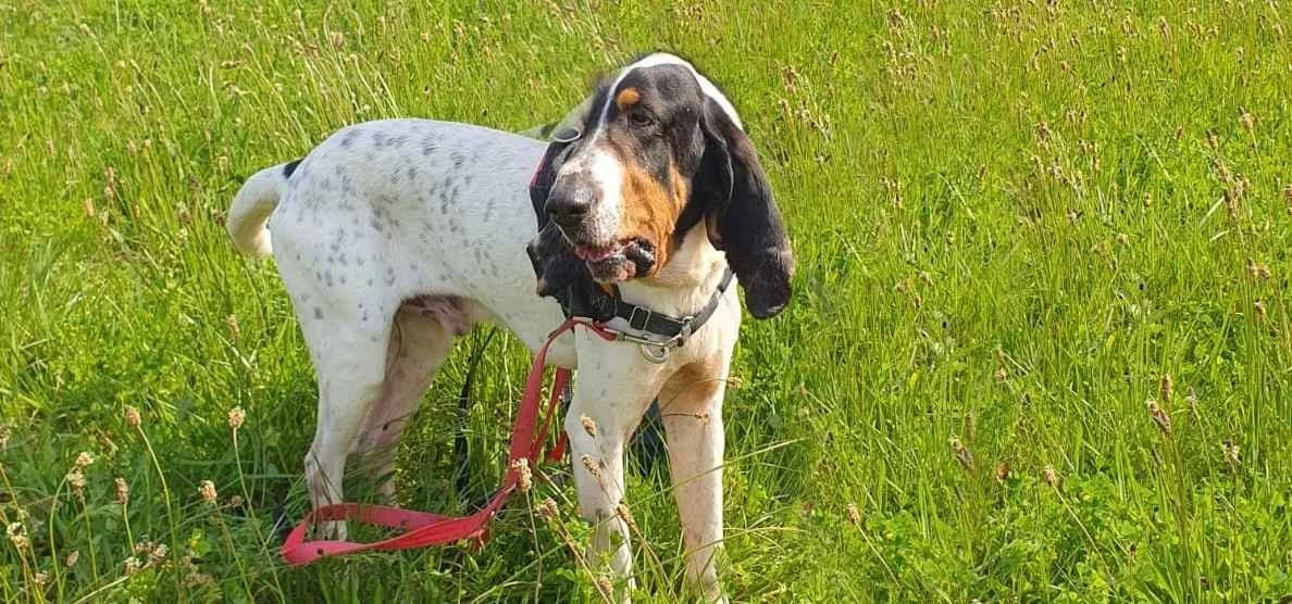Kiko,  (SPA Albi (Le Garric))