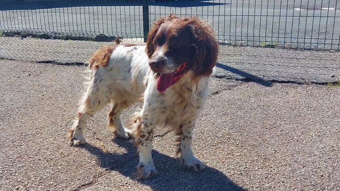 Barry, male 6yo mixed breed for adoption at SPA Étalondes, Etalondes