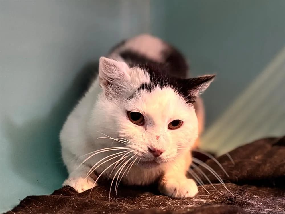 SNOW, male senior mixed breed for adoption at SPA Thionville, Thionville