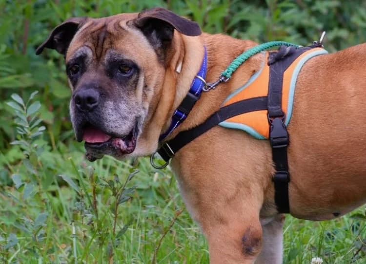JAYA, Cane Corso (Haute-Marne))