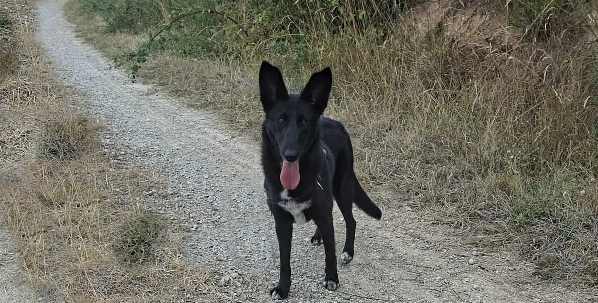 Rosette,  (SPA Albi (Le Garric))