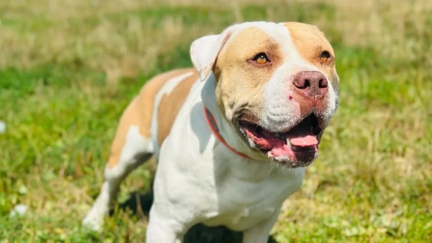 LOKY, male mixed breed for adoption at Gerhard Cramer), Arry
