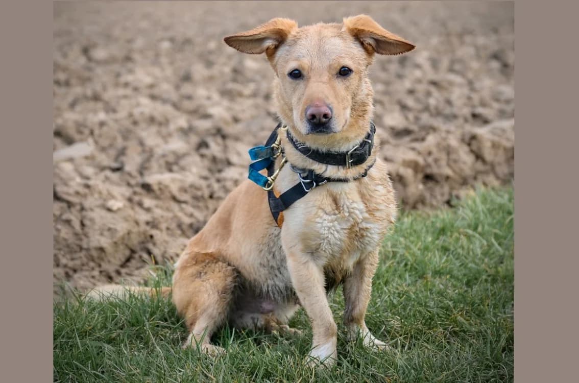 FOX, male 6yo Basset Hound for adoption at SPA Hermeray, Hermeray