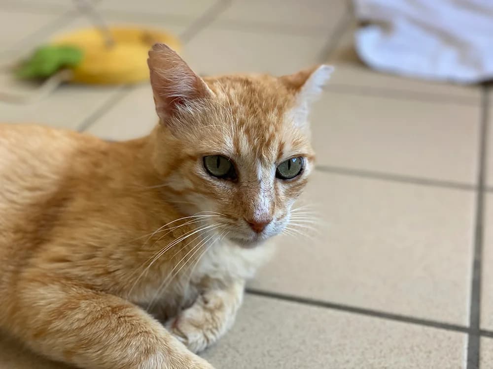 after, male 6yo mixed breed for adoption at SPA Château-d'Olonne