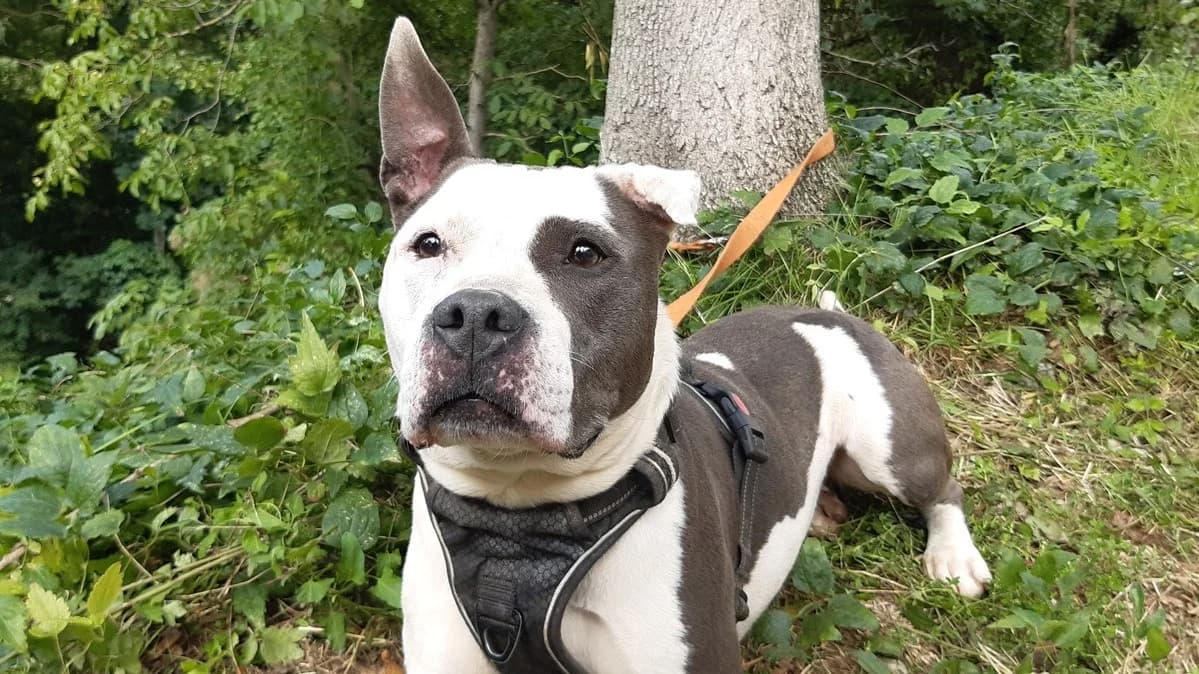 Pistache, American Staffordshire Terrier (SPA Millau)
