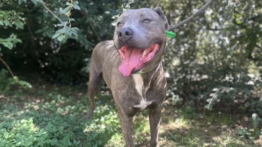 LANA, female mixed breed for adoption at Gerhard Cramer), Arry