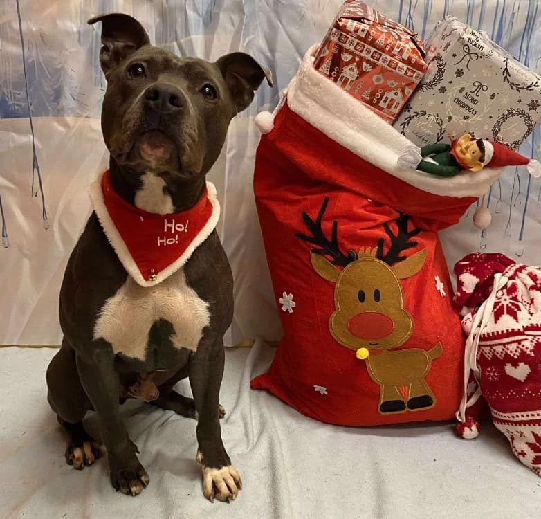 TUSHANE, American Staffordshire Terrier (SPA Laon)