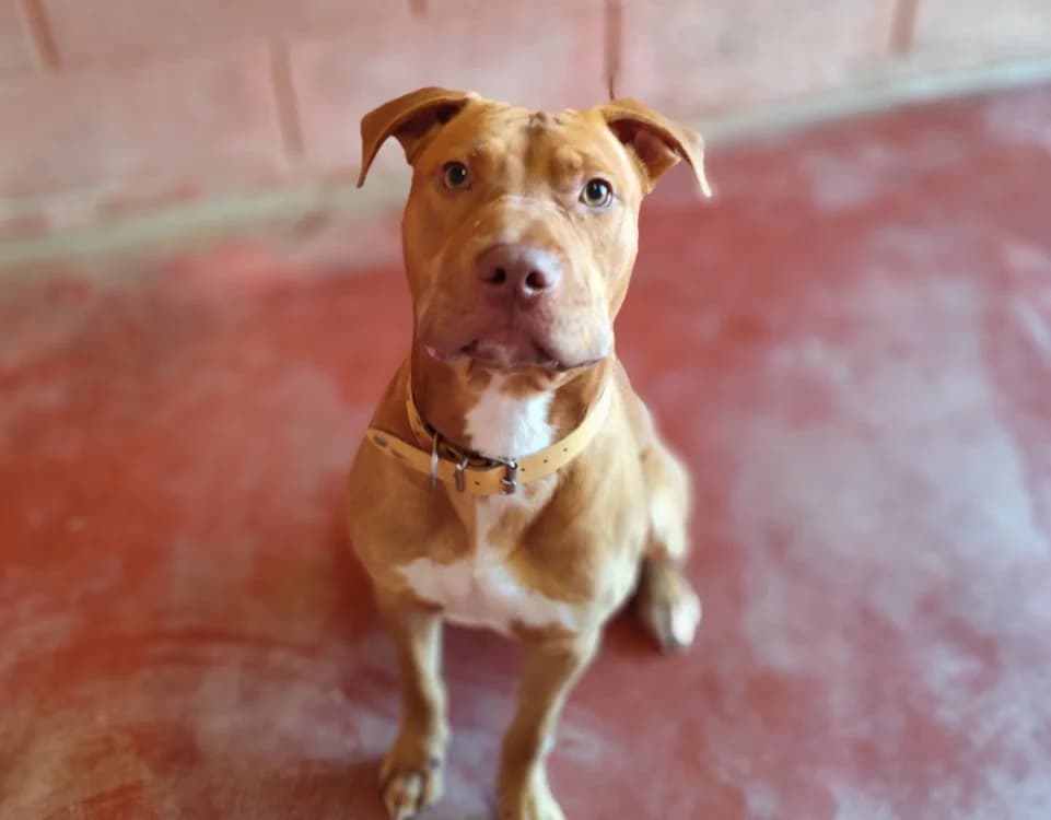 ZACKPAA22964, male young mixed breed for adoption at SPA Plaisir, Plaisir