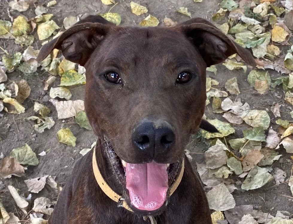 ULYSSE, male mixed breed for adoption at SPA Torreilles, Torreilles