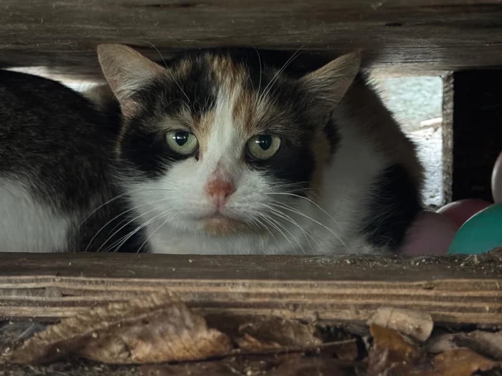 Mana, female Mixed Breed for adoption at Bois Pinson