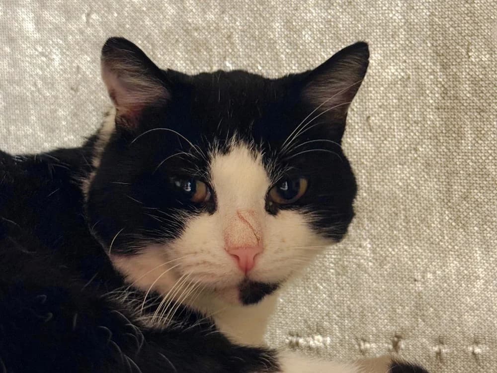 Maxis, male Mixed Breed for adoption at Bois Pinson