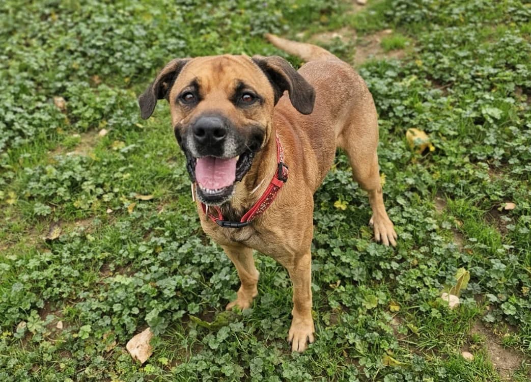 RINTINTIN, male senior mixed breed for adoption at Vallerargues), Ales