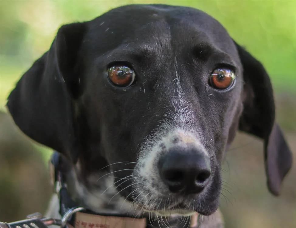 JUNE, German Shorthaired Pointer (SPA Tours (Luynes))