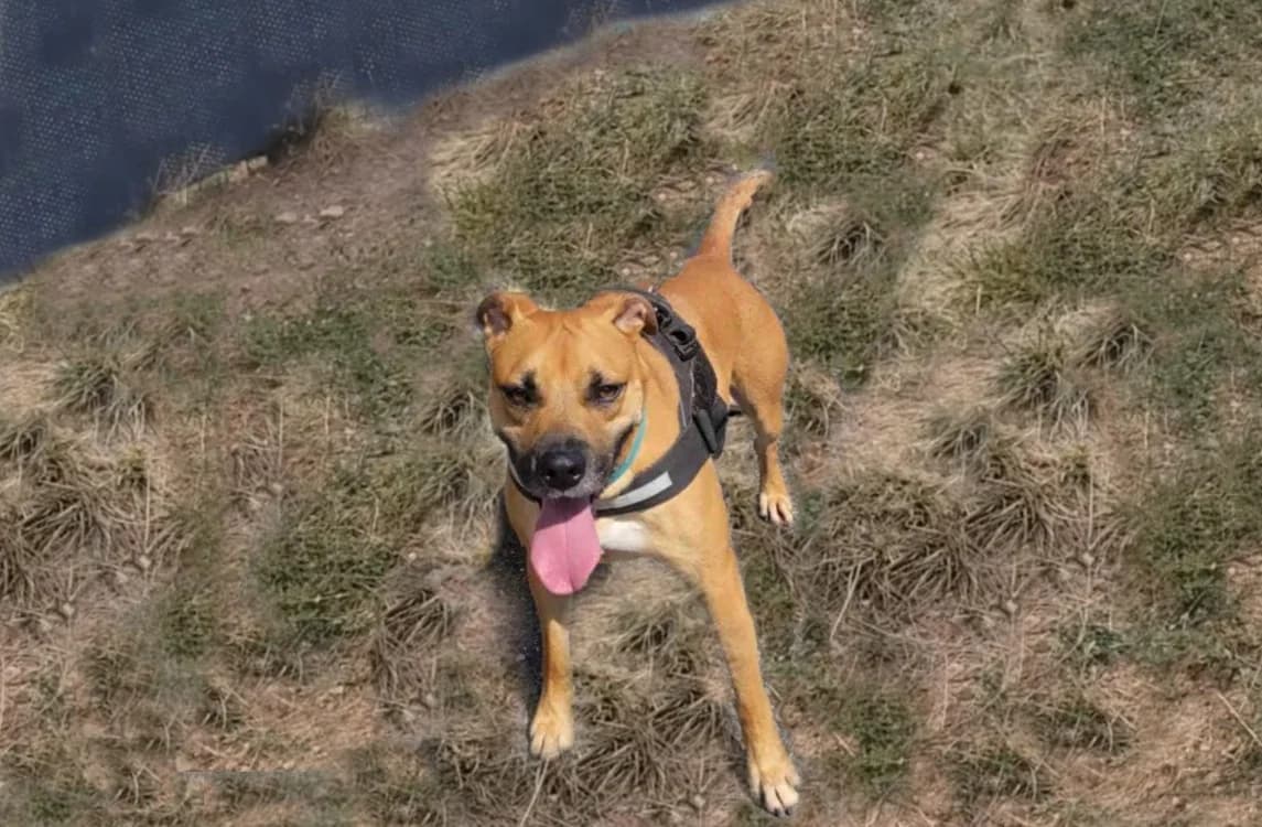 Figaro dit Boule, male Mixed Breed for adoption at Albi