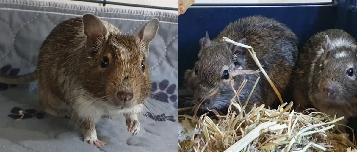 FEUFOLETTE 643 photo 2