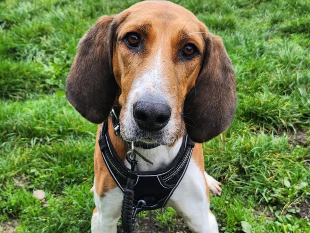 TROMPETTE, male 7yo mixed breed for adoption at SPA Tours (Luynes), Tours