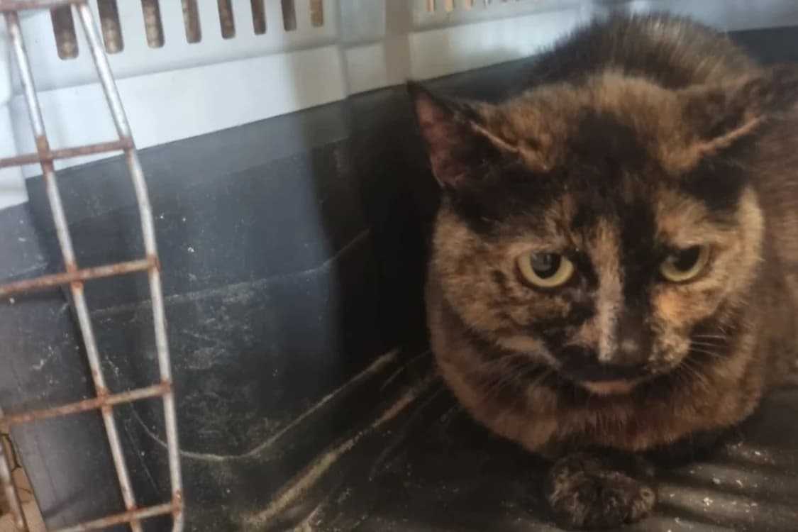 IRIS 2, female mixed breed for adoption at SPA Rennes, Rennes