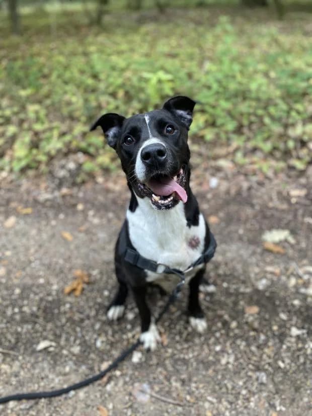 Tyson, male Pointer for adoption at Fondation Brigitte Bardot, Paris