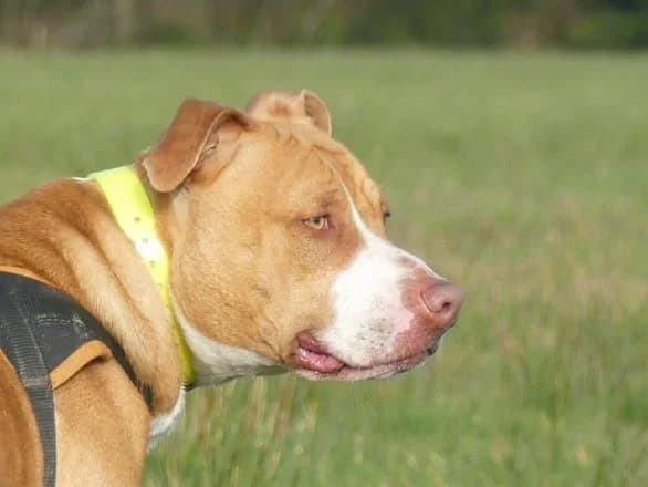 NALA, Mixed Breed (Maubert-Fontaine))