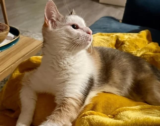 kincha, female mixed breed for adoption at SPA Crozon, Crozon