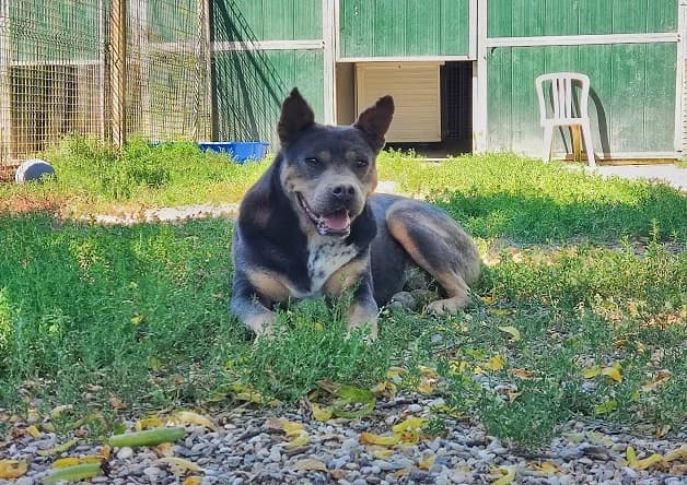 DYSON, male Mixed Breed for adoption at SPA Tours (Luynes), Tours