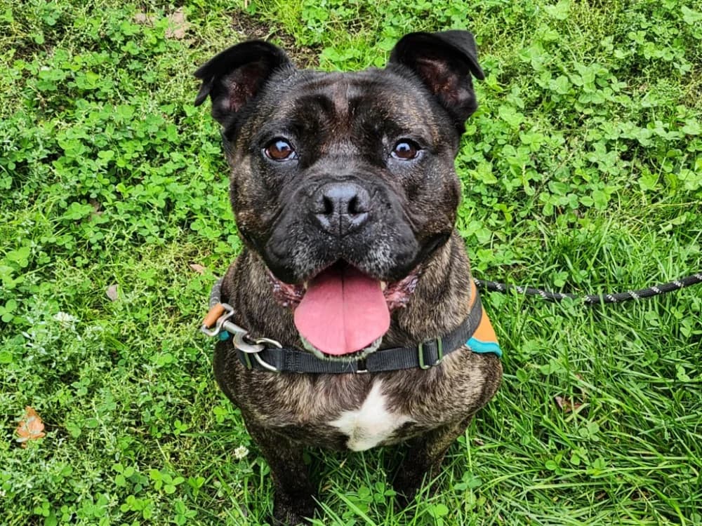 DJACK, male Cane Corso for adoption at SPA Tours (Luynes), Tours