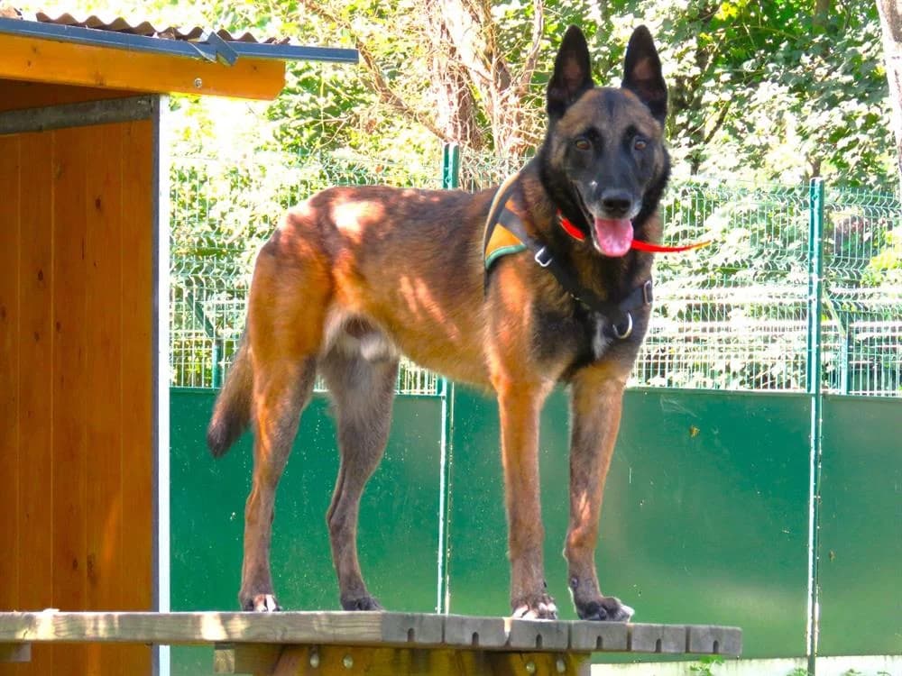 NASKO, male Belgian Malinois for adoption at SPA Cholet, Cholet