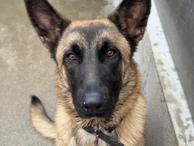 Darius, male Belgian Malinois for adoption at Bois Pinson