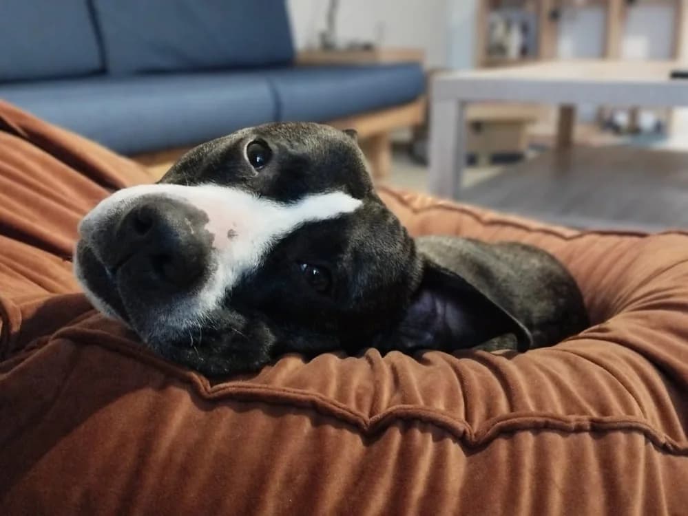RHODA, female Mixed Breed for adoption at SPA Rennes, Rennes