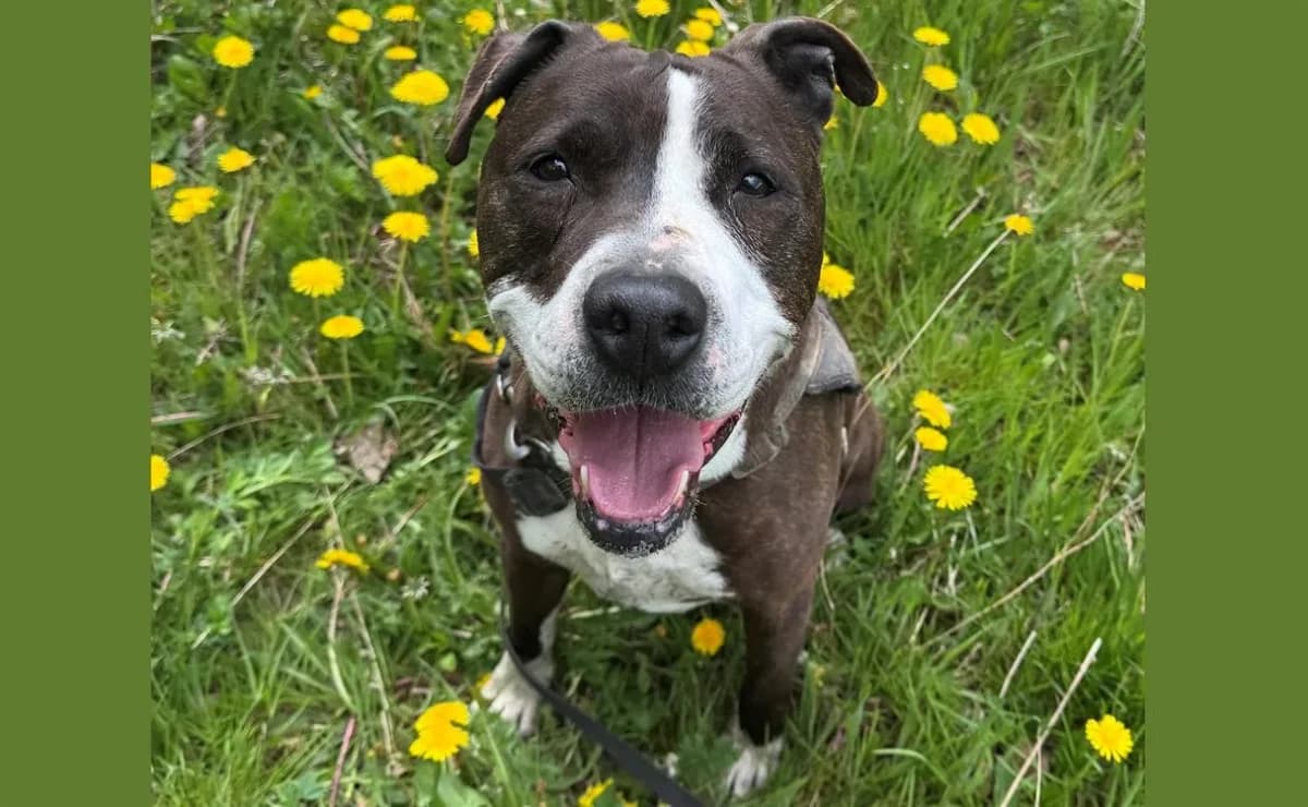 NIKI HAA24428 photo 2