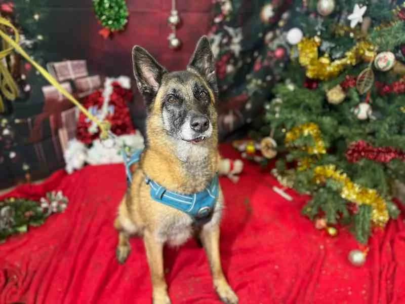 LYSE VAA, female senior Belgian Malinois for adoption at SPA Vaux-le-Pénil, Vaux-le-Pénil