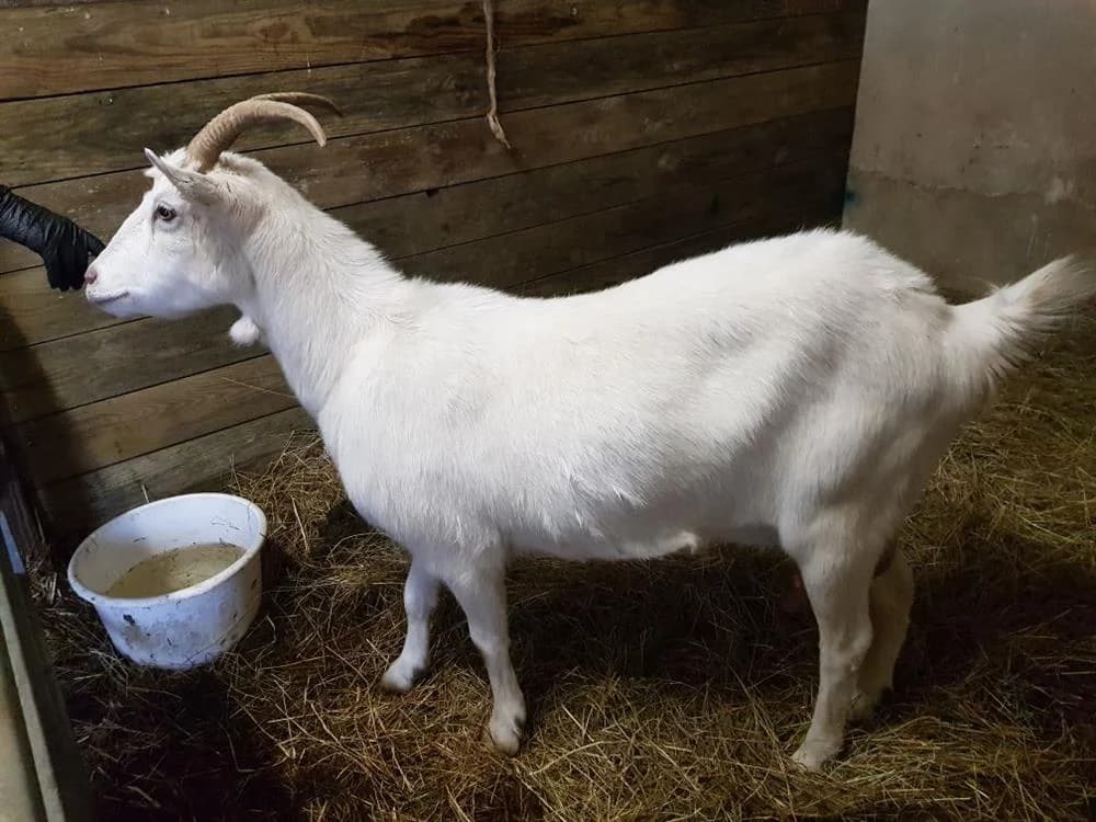 MEGARA, female mixed breed for adoption at SPA Grand Refuge de Pervenchères, Pervencheres