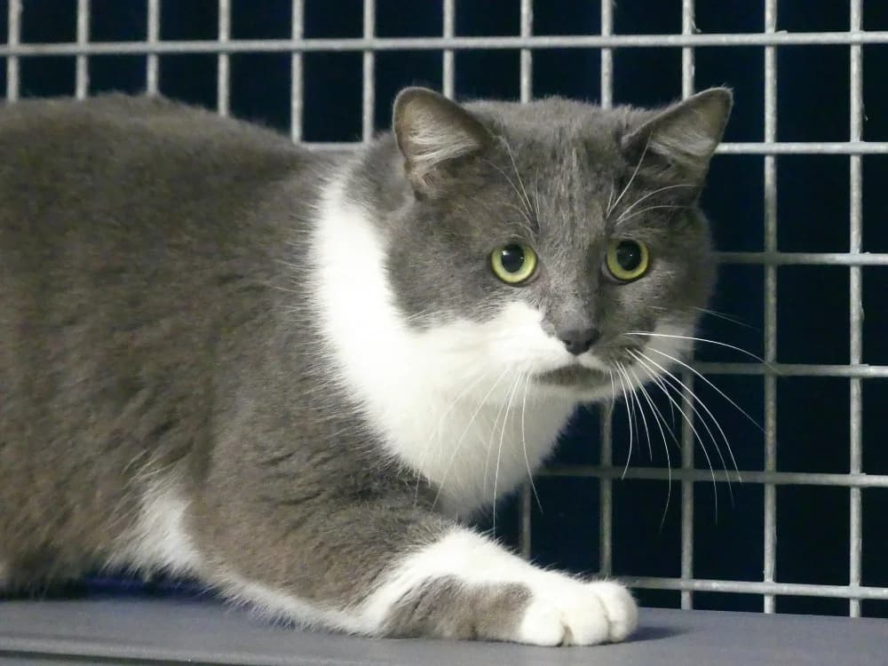 MANGO, male mixed breed for adoption at Ardennes