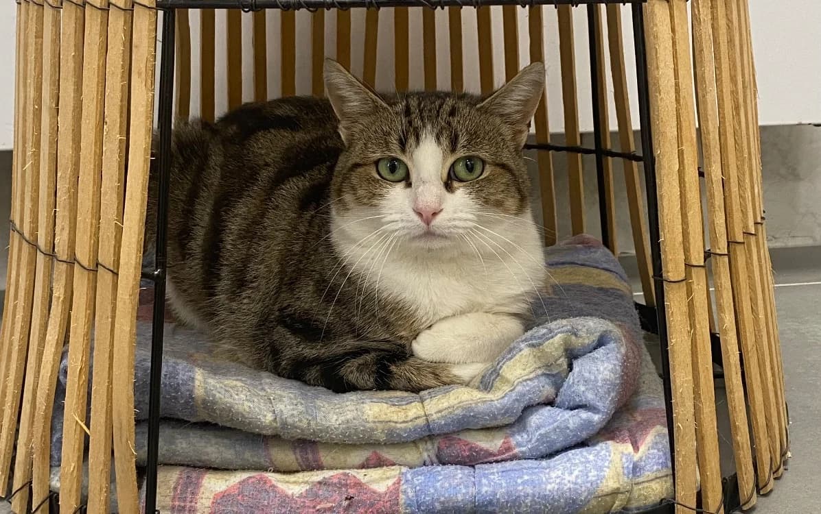 SPEEDY, female mixed breed for adoption at SPA Laon, Laon