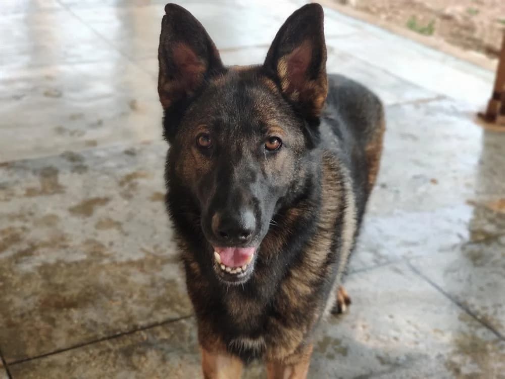 SKYE, German Shepherd (SPA Aix-en-Provence)