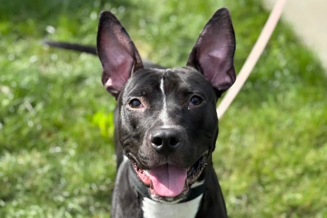 POGO, brown_chocolate male Mixed Breed for adoption at SPA Gennevilliers (Grammont), Gennevilliers