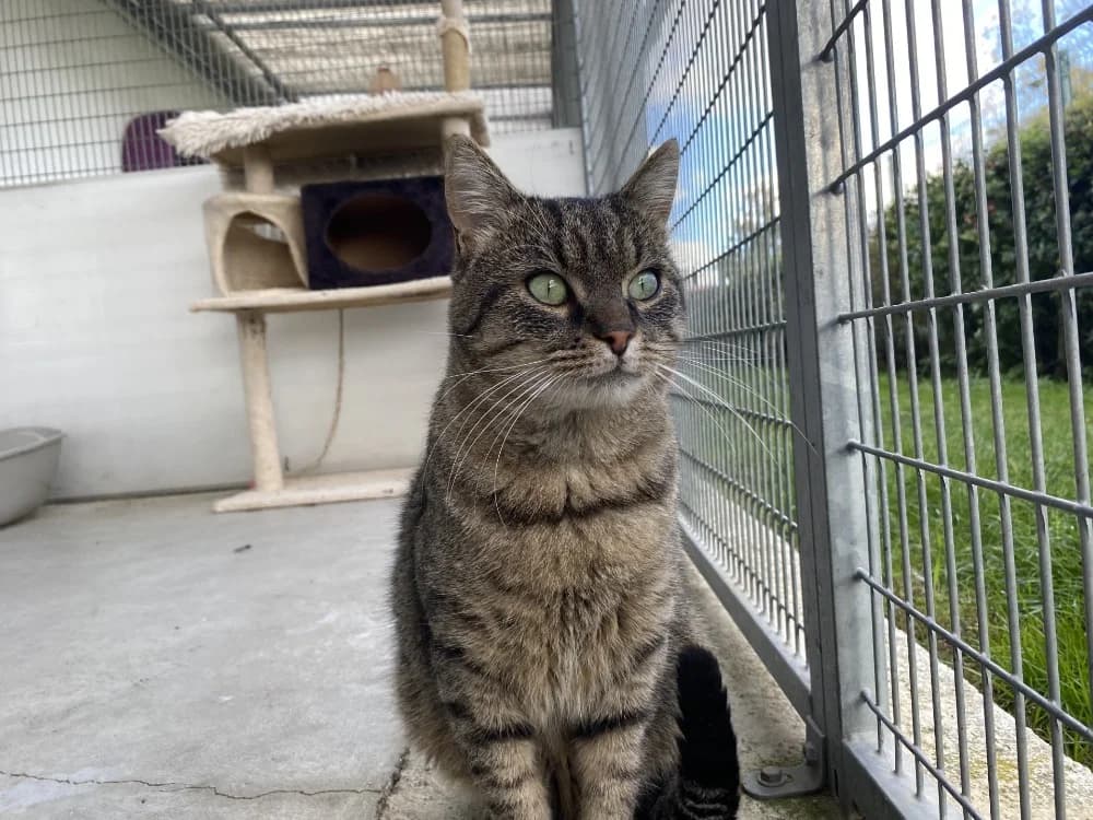 SALICORNE, male mixed breed for adoption at SPA Laon, Laon