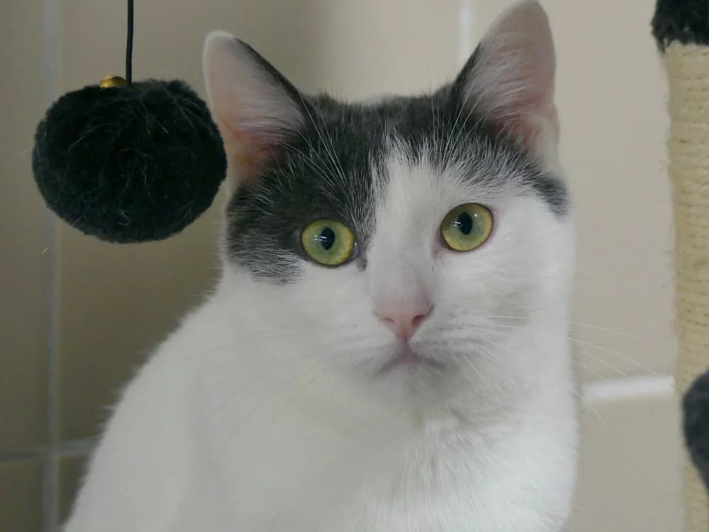 Hei hei,  (Maubert-Fontaine))