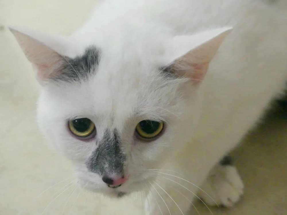 BLANCHI, male mixed breed for adoption at Ardennes