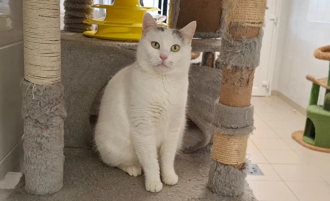 PIZZA, female 3yo mixed breed for adoption at SPA Arras (Tilloy), Arras