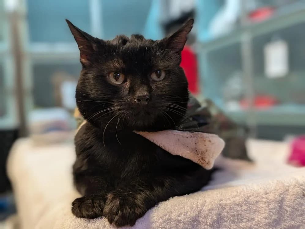 CORBEAU, unknown male mixed breed for adoption at SPA Rennes, Rennes