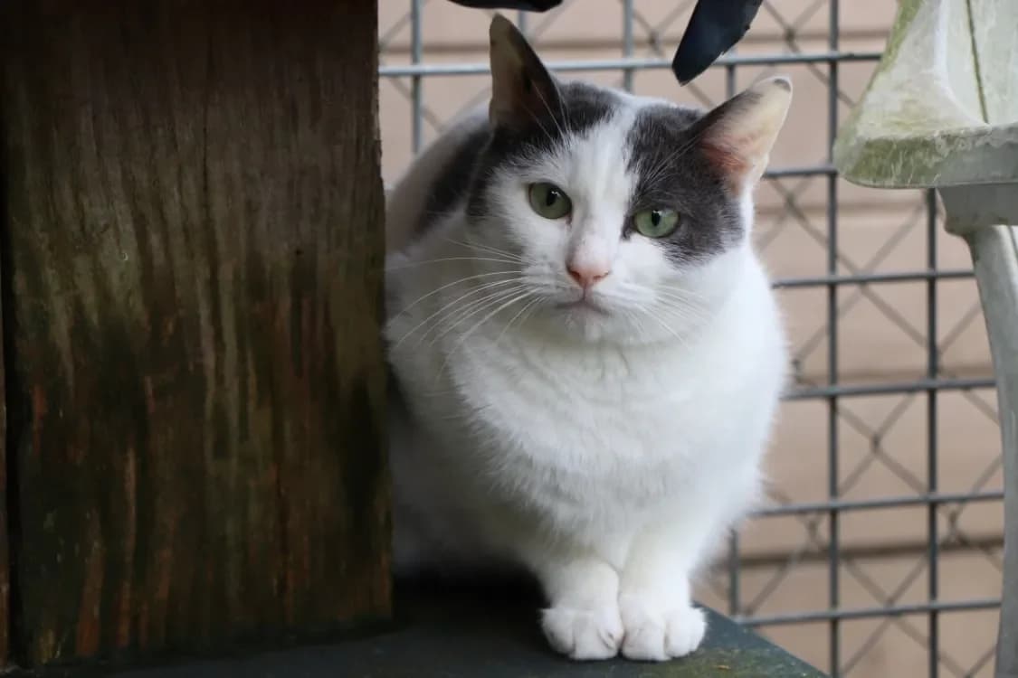 Cruella (réservée) photo 2