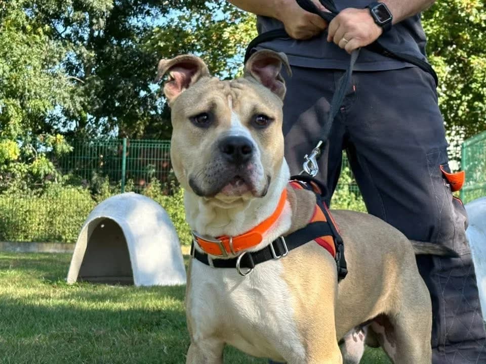TANOS, male young Mixed Breed for adoption at SPA Saint-Omer, Omer