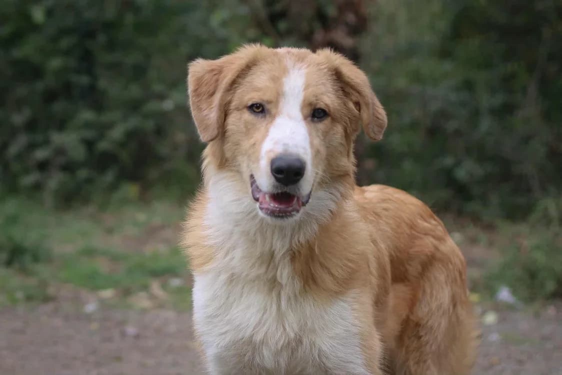 Mawassi, male young Mixed Breed for adoption at SPA Albi (Le Garric), Albi