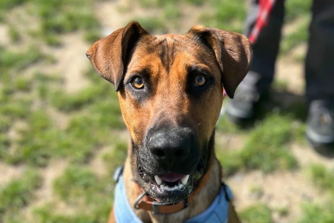 REX, male young Belgian Malinois for adoption at SPA Gennevilliers (Grammont), Gennevilliers